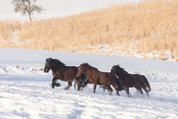 Pferdeherde rennt in Schneelandschaft