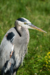 Great Blue Heron at the South Padre Island Birding and Nature Center, Texas