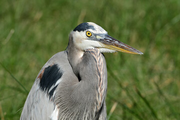 Great Blue Heron at the South Padre Island Birding and Nature Center, Texas