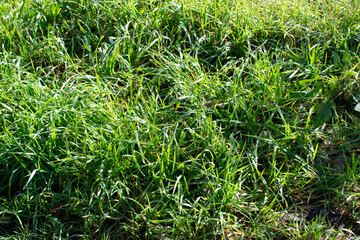 Fondo de hierba verde en primavera.