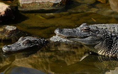 Alligators at the South Padre Island Birding and Nature Centre, Texas