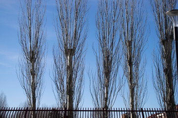 Calle con árboles invernales un día soleado.