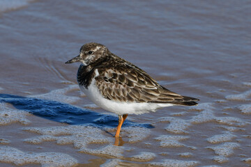 Ruddy Turnstone at South Padre Island Beach, Texas