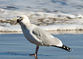 Seagull eating at South Padre Island Beach, Texas