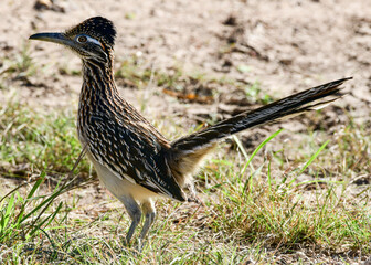 Roadrunner at Laguna Atascosa Wildlife Refuge, Los Fresnos Texas