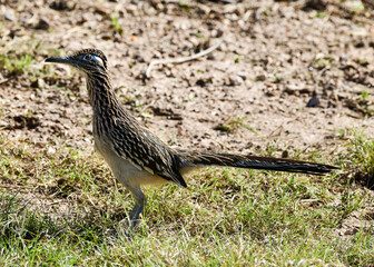 Roadrunner at Laguna Atascosa Wildlife Refuge, Los Fresnos Texas