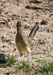 Roadrunner at Laguna Atascosa Wildlife Refuge, Los Fresnos Texas