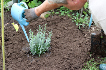 A retired man waters a freshly planted lavender bush in a garden bed on a cloudy summer day - hand with a watering can and cheek - close-up, horizontal photo. Gardening, hobbies, plant care, gardening