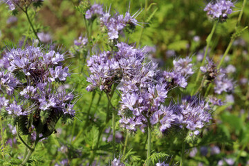 Flowering phacelia in a meadow on a sunny summer day. Natural green blurred background with light purple flowers, horizontal photo.