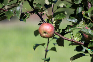 Red ripe apple of the Belarusian variety Olesya on a branch in the summer garden. Horizontal photo, close-up