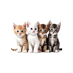 Four Cute Kittens of Different Breeds and Colors Sitting on a White Background