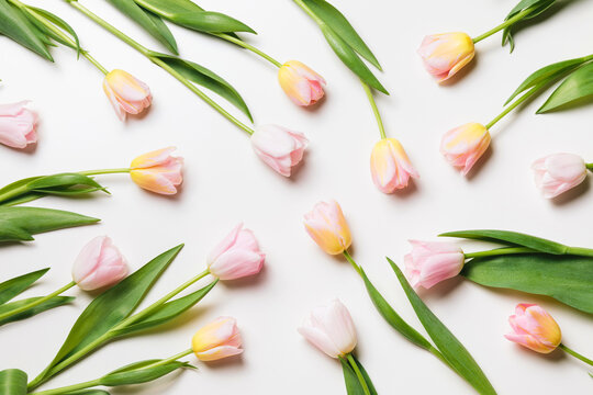 Light pink and yellow blooming tulips flowers minimal floral pattern over white background. Spring holiday banner, happy easter, mothers day concept. Flat lay, top view, copy space