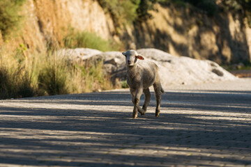 White sheep wandering on a secluded mountain road, with dry grass and rocks around.