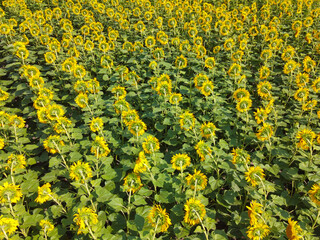 Obraz premium Sunflower flowers in the field, top view.