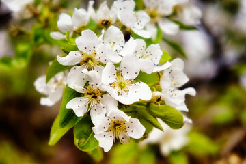 Blooming white flowers with speckles, amidst lush green foliage.