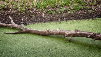 A fallen tree branch lies on a green, algae-covered pond.