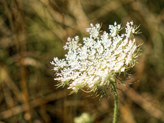 White wildflower blooms, detailed petals, amidst dry grasses.