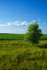 Fototapeta na wymiar A lone tree stands amidst green grass, with a field of tall crops and a clear blue sky in the background.