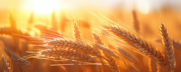 Close up view on wheat field during nice sunny golden hour banner panorama. Generative Ai.