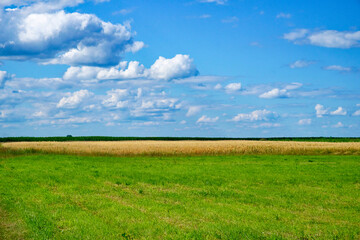 The image captures a green field under a blue sky with fluffy white clouds. A field with taller, brownish vegetation is visible in the distance.