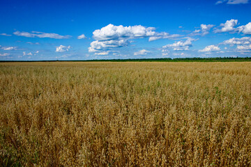 Golden oat sways in the breeze beneath a sky filled with cumulus clouds.