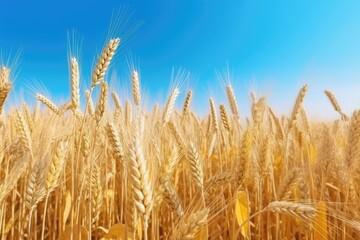 Fototapeta premium Close up view on wheat field during nice sunny golden hour. Generative Ai.