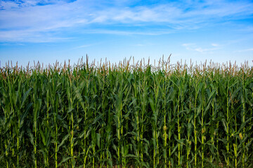 Lush greenery of corn plants, open sky.