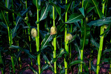 A close-up view of green corn plants with visible ears and tassels.