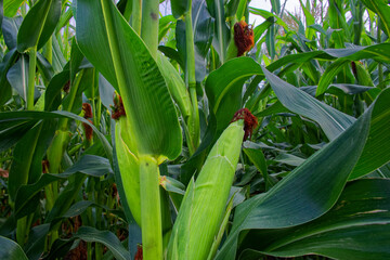 Green corn stalks showcasing emerging young ears of corn.