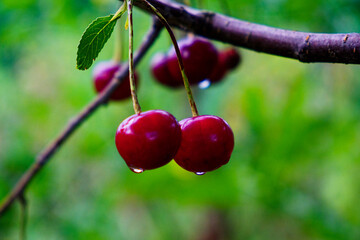 Red cherries hang from a branch, glistening with water droplets. A single green leaf is attached to the stem.