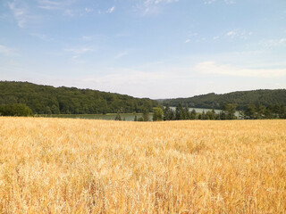 Landscape of oat field and Ostrzyckie lake, Wiezyca, Kashubian Region, Poland.