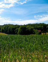 Green corn field, agriculture.