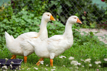 Close-up of two young geese walking through the village.