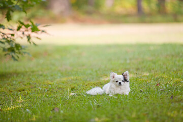 Long haired white and black teacup chihuahua with one brown eye and one blue eye outside on the grass in the summer time