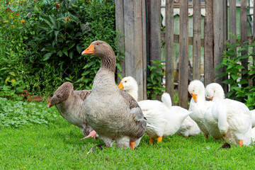 Close-up of young white geese and greylag goose strolling through the village.