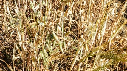 Oat field as nature background.