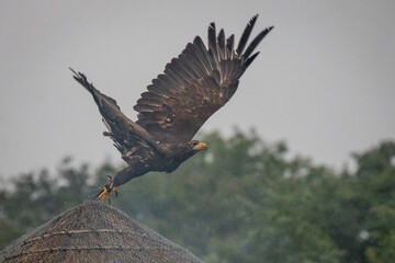 eagle taking off