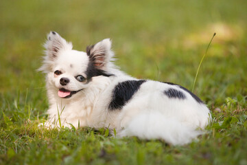 Long haired white and black teacup chihuahua with one brown eye and one blue eye outside on the...