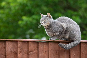 cat on a fence 