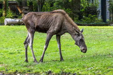 European Moose, Alces alces, also known as the elk