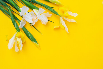 Irises flowers on yellow background
