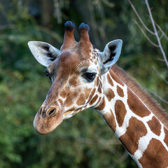 The giraffe, Giraffa camelopardalis is an African mammal