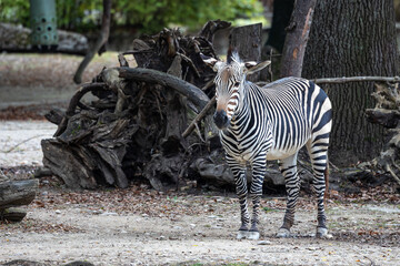 Hartmann's Mountain Zebra, Equus zebra hartmannae. An endangered zebra