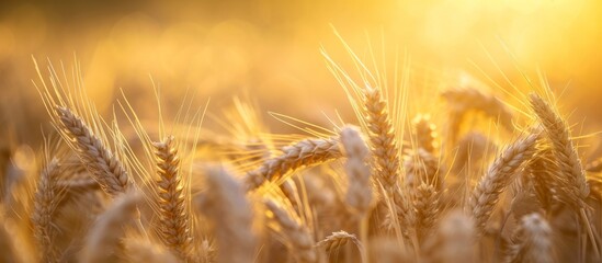 Close-Up of Ears In a Stunning Wheat Field - A Breathtaking Sight of Ears, Wheat, and Field