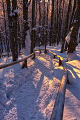 winter in the forest