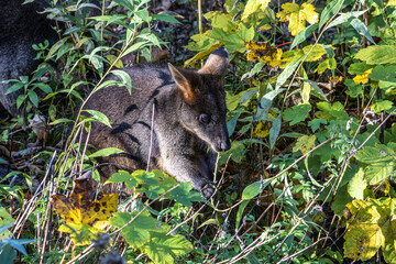 Swamp Wallaby, Wallabia bicolor, is one of the smaller kangaroos