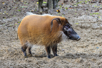 Red river hog, Potamochoerus porcus, also known as the bush pig.