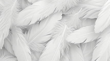 Feather pattern for background and texture. White feathers texture abstract background. 