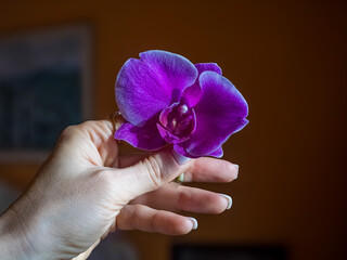 Gentle and soft womans hands holding and nurturing small purple orchid flower © Oksana