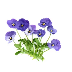 Foto auf Acrylglas Purple pansy flower plant  Endurio Blue Face variety on white background. Floral food decoration and herbal medicine. Treats dandruff, cradle cap, acne, purifies blood, skin disorders, psoriasis. © marilyn barbone
